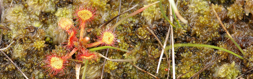 Plants of the Outer Hebrides