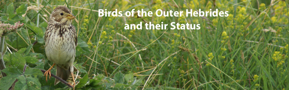 Birds of the Outer Hebrides - their status