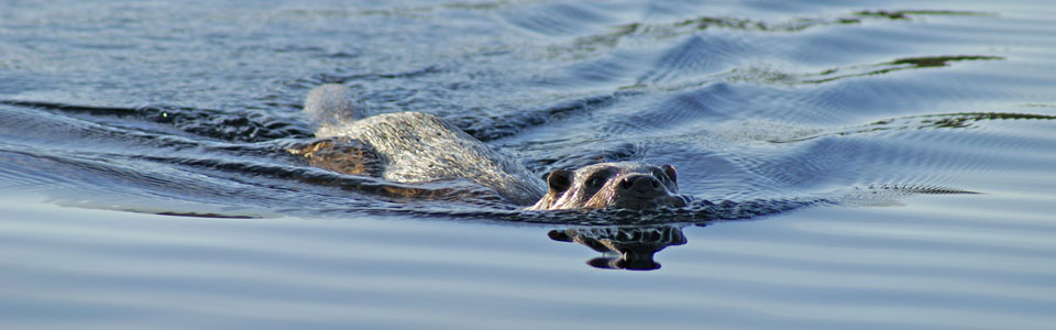 Tour Calendar Otter swimming