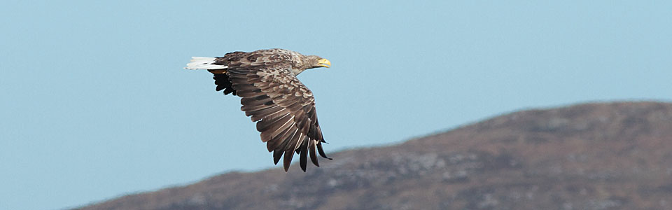 Tour Calendar White-tailed Eagle