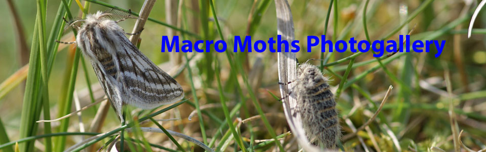 Maco Moths of the Outer Hebrides Photogallery