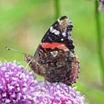Red Admiral underwing