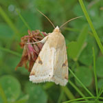 Bordered Straw - Outer Hebrides Moths