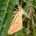 Ghost Moth (female)