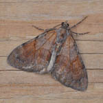 Pine Carpet - Outer Hebrides Moths