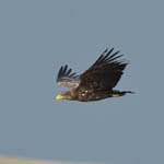 3rd yr White-tailed Eagle